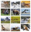 2026 Promotional Calendars