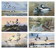 North American Waterfowl Promotional Calendar 2023
