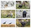 Wildlife Large 2 month in view Promotional Calendar 2023