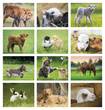 2026 Promotional Calendars baby farm animals