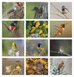 Birds of North America Promo Calendar, Item # 7236 monthly images