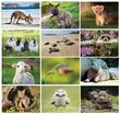 Baby animals Calendar Stapled, item AD-3045 monthly images