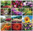 Garden Splendor Wall Calendar 2026 - Stapled