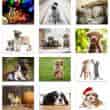 2026 Promotional calendar Puppies & Kittens, Stapled, Item BC-210 monthly images