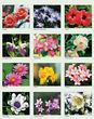 Blooming - Wonders - Botanical - Calendar - 2026 - Spiral - 12.5x21 Monthly images