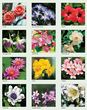 Scenic Executive Calendar 2026, Spiral Binding, 13.5x25.5 Item CC-203 Monthly Image