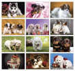 2023 Puppies Animal Calendar, Stapled Item CC-401 Monthly Images
