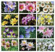 2023 Floral Beauty Wall Appoitment Calendar, Stapled, 11.5x18 Item CC-462 Monthly Images