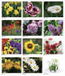 2023 Promotional wall calendar