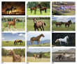 2023 Horses Animal Calendar  Stapled JC-339A monthly view images
