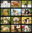 America the Beautiful Calendar 2023