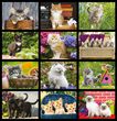 Kittens Calendar 2023