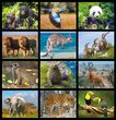 International Wildlife Calendar Stapled 2023