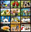 Pets Calendar Stapled 2023