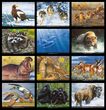 Wildlife Portraits Art Calendar 2023